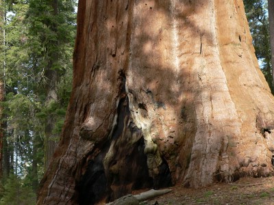 sequoia base