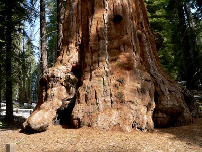 sequoia base