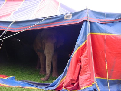 Elephant peeks out