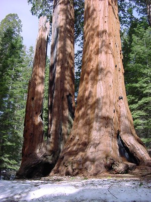 fire damaged sequoia twin trees