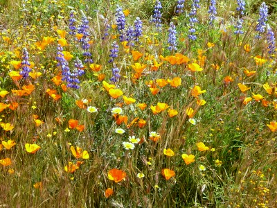 California wildflowers in April