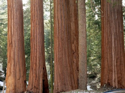 Small sequoias
