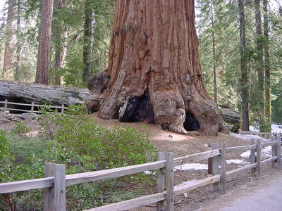 sequoia and fallen log
