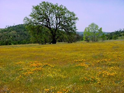 field of wildflowers - meadow
