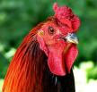 Click the Roster Rooster