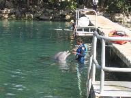 Dolphin Discovery at Puerto Aventuras