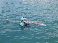 Dolphin Discovery at Puerto Aventuras