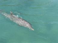 Dolphin Discovery at Puerto Aventuras