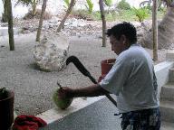 Gardener preparing a coconut