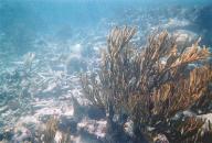 A small patch or Half Moon Bay coral