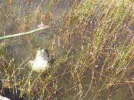 Hungry crocodile at Coba