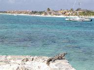 An Akumal iguana