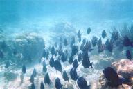 One of many schools of fish in Akumal Bay