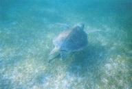 An Akumal Bay turtle