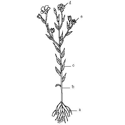 Linseed / Flax (Linum usitatissimum), The Beautiful