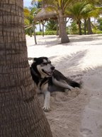 Beach Dog