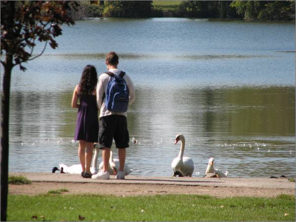 Feeding the swans on St. Mary's Lake