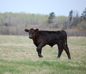 black calf