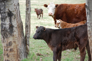 beef calves