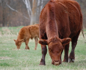 cow-calf pair