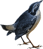 bluebird.gif (14000 bytes)