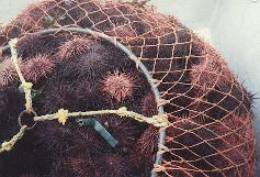 Urchin rake & ring net