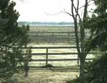 Click for slight enlargement of Cranes in the Corn