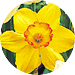 http://www.dutchmillbulbs.com/client_images/catalog19813/pages/images/fallproducts/daffodil.gif