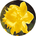http://www.dutchmillbulbs.com/client_images/catalog19813/pages/images/fallproducts/kingdaffodil.gif