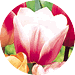 http://www.dutchmillbulbs.com/client_images/catalog19813/pages/images/fallproducts/pasteltulips.gif