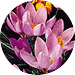 http://www.dutchmillbulbs.com/client_images/catalog19813/pages/images/fallproducts/crocus.gif