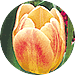 http://www.dutchmillbulbs.com/client_images/catalog19813/pages/images/fallproducts/gianttulip.gif