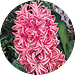 http://www.dutchmillbulbs.com/client_images/catalog19813/pages/images/fallproducts/hyacinth.gif