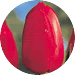 http://www.dutchmillbulbs.com/client_images/catalog19813/pages/images/fallproducts/bigredtulip.gif