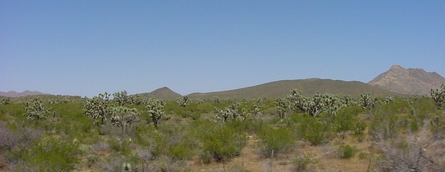 Joshua Tree Parkway - Arizona