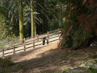 Leslie standing near sequoia