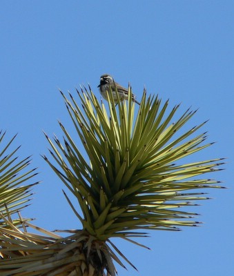 Joshua Tree with perching bird