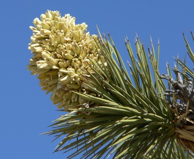 Joshua Tree flowers