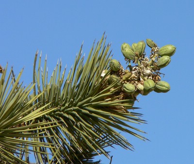 Joshua Tree Fruit