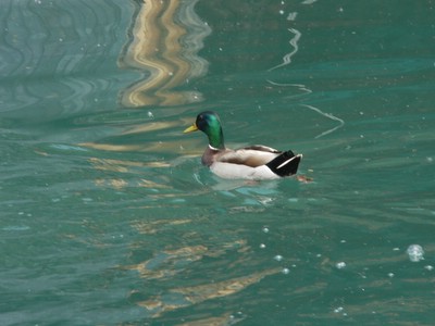 duck