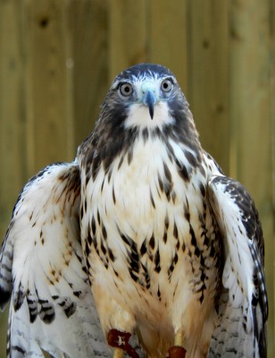 Up Close and Personal with a raptor