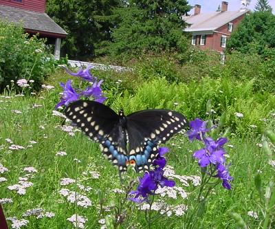 Butterfly. Laundry/Machine Shop. Brick Dwelling