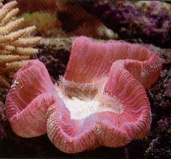 rose coral