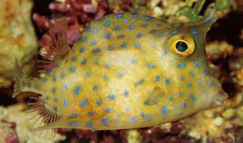 image gallery: scrawled cowfish