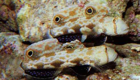 signal goby