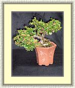 Cotoneaster_SemiCascade * 1364 x 1672 * (2.64MB)