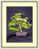 JapaneseMaple_InformalUpright * 1292 x 1744 * (2.37MB)