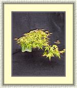 JapaneseMaple_SemiCascade * 1484 x 1772 * (2.84MB)