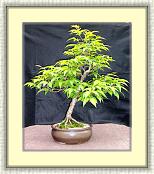 KoreanHornbeam_InformalUpright * 1372 x 1612 * (2.26MB)