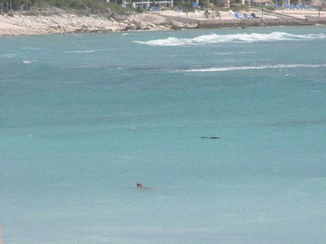 Turtle surfacing in Half Moon Bay